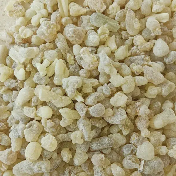 لبان حوجري، لبان عماني، لبان ذكر، لبان درجة أولى، لبان بخور، لبان أصلي، لبان طبيعي، فوائد اللبان، صمغ اللبان، شرب اللبان، زيت اللبان، اللبان للعناية، اللبان للجمال، اللبان للبشرة، اللبان للمفاصل، اللبان للصحة، اللبان للتنفس، اللبان للأعصاب، اللبان للتخسيس، اللبان الخام، بخور اللبان، عطر اللبان، لبان طبي، علاج باللبان، اللبان النقي، منتجات اللبان، متجر لبان، شراء لبان، سعر اللبان، أجود أنواع اللبان، لبان صلالة، لبان ظفار، لبان عربي، لبان روحاني، لبان للتأمل، اللبان المطحون، علك اللبان، اللبان للمناعة، اللبان للمعدة، اللبان للقولون، لبان أون لاين، لبان جملة، لبان للبيع، لبان بيور، اللبان المر، اللبان الحلو، لبان عمان Hojari frankincense, Omani frankincense, Boswellia sacra, frankincense resin, frankincense tears, premium frankincense, pure frankincense, frankincense grade 1, highest quality frankincense, raw frankincense, frankincense benefits, frankincense for health, frankincense for skin, frankincense for joints, frankincense for breathing, frankincense essential oil, frankincense for meditation, frankincense for spiritual use, frankincense for anxiety, frankincense for sleep, frankincense immune support, frankincense anti-inflammatory, frankincense pain relief, frankincense aromatherapy, buy frankincense, frankincense online, frankincense price, frankincense for sale, best frankincense, rare frankincense, edible frankincense, frankincense chew, frankincense for digestive health, Boswellia serrata, frankincense extract, frankincense powder, frankincense bulk, natural frankincense, authentic frankincense, pure Boswellia, frankincense wellness, frankincense healing.
